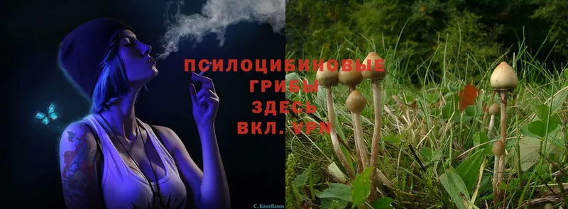 Галлюциногенные грибы Magic Shrooms  Карачаевск 